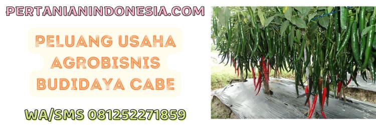peluang,usaha,agrobisnis,agribisnis,budidaya,budidaya cabe